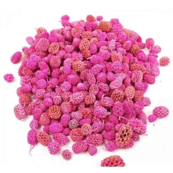 Casurina száraz termés - Pink - 5 gr